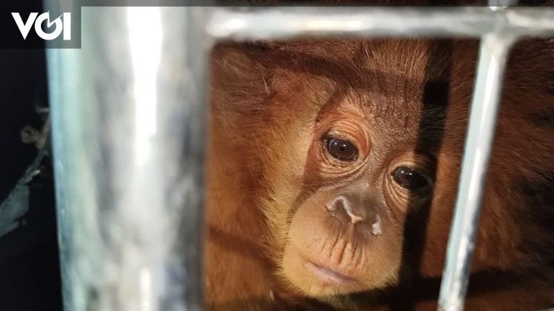 Smuggling suspected as more rare animals seen in India